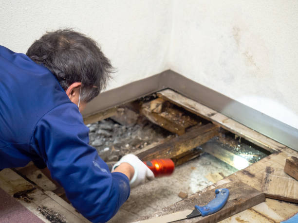 Professional Mold Removal in Cashton, WI