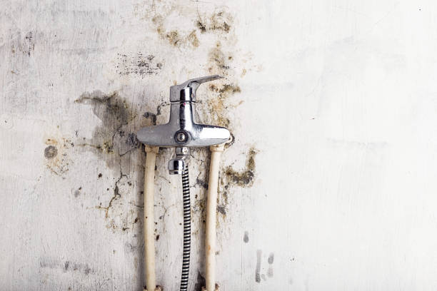 Best Professional Mold Removal  in Cashton, WI