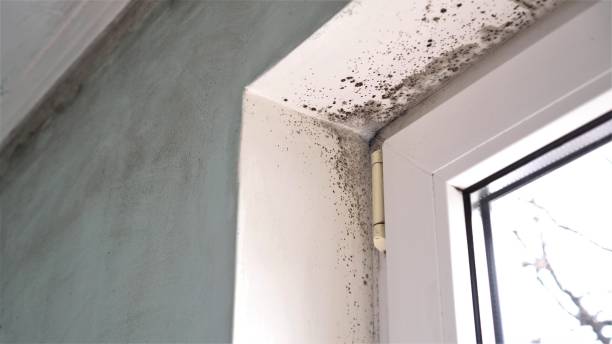 Best Office Mold Removal Services  in Cashton, WI