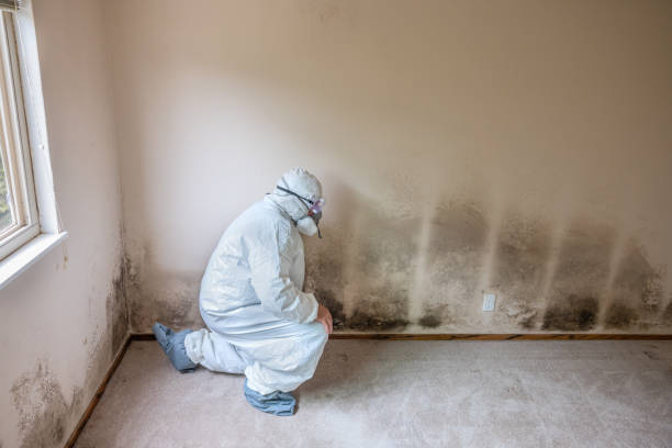 Best Toxic Mold Removal  in Cashton, WI