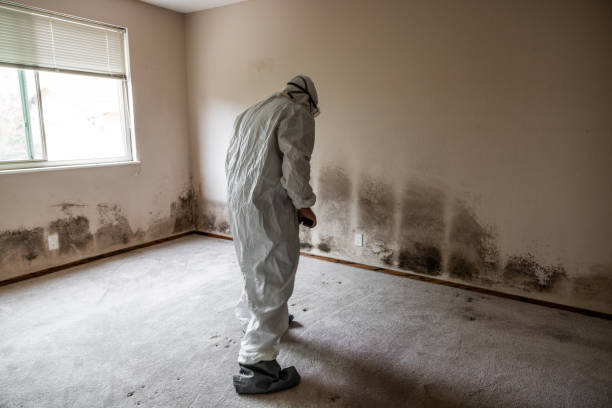 Best Residential Mold Removal  in Cashton, WI