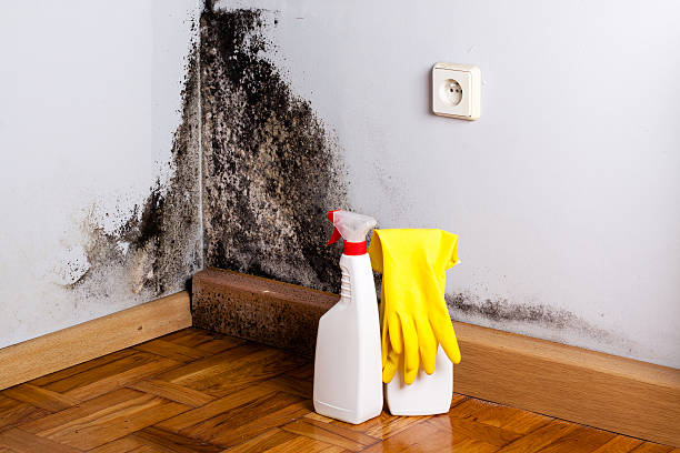 Best Emergency Mold Removal  in Cashton, WI