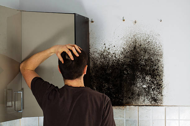 Best Local Mold Removal Service  in Cashton, WI
