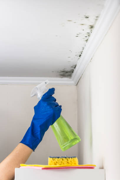 Crawl Space Mold Removal in Cashton, WI