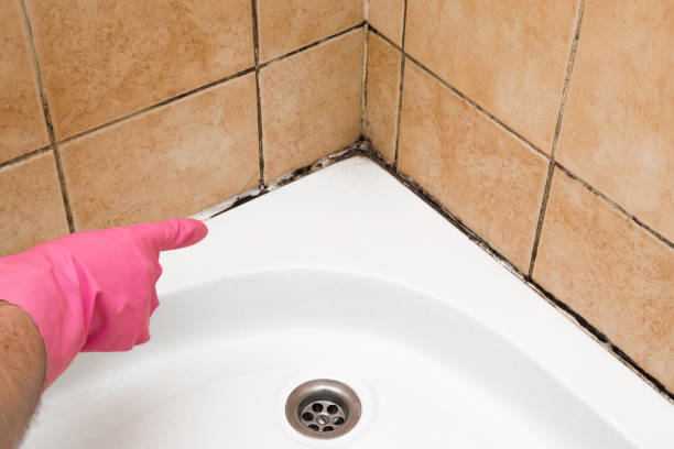 Best Home Mold Removal  in Cashton, WI